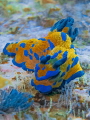   Tambja verconis Landing Bay Pinnacle Poor Knights Islands NZ  
